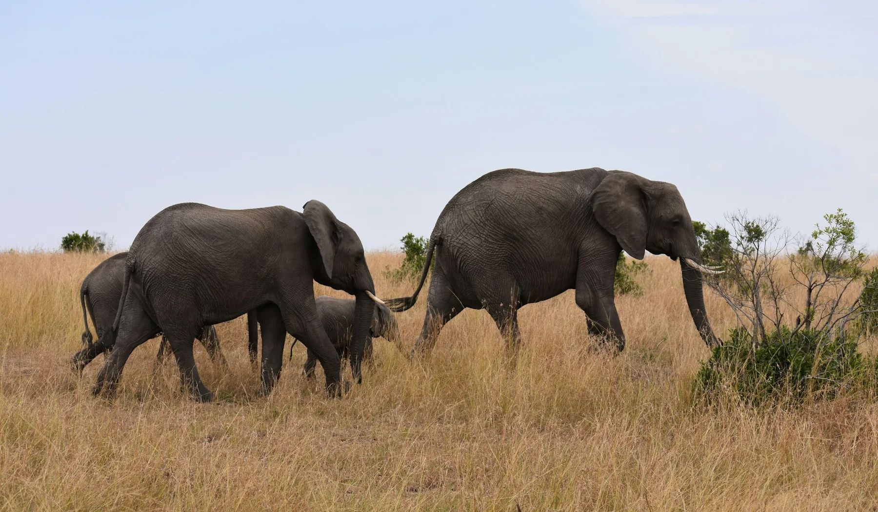 Family of elephants together in the Masai Mara, Kenya