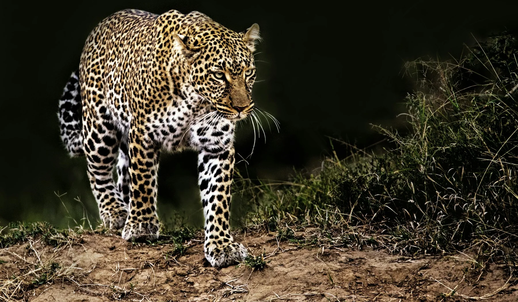Leopard in the Masai Mara photographed with a guide's help