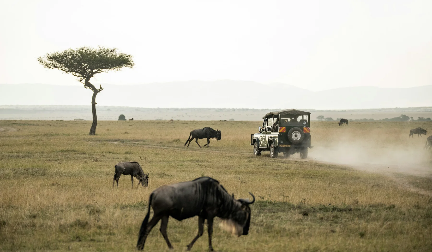 Safari vehicle among wildebeest on the Masai Mara plains in Kenya