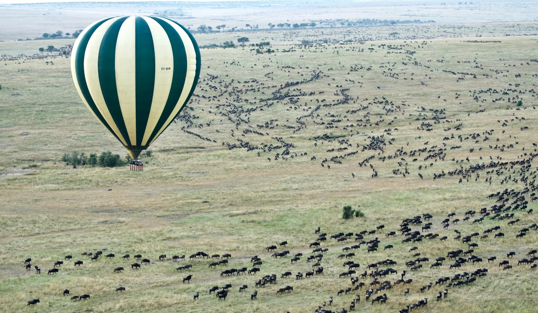 Hot-air balloon flying above wildebeest herds in the Maasai Mara