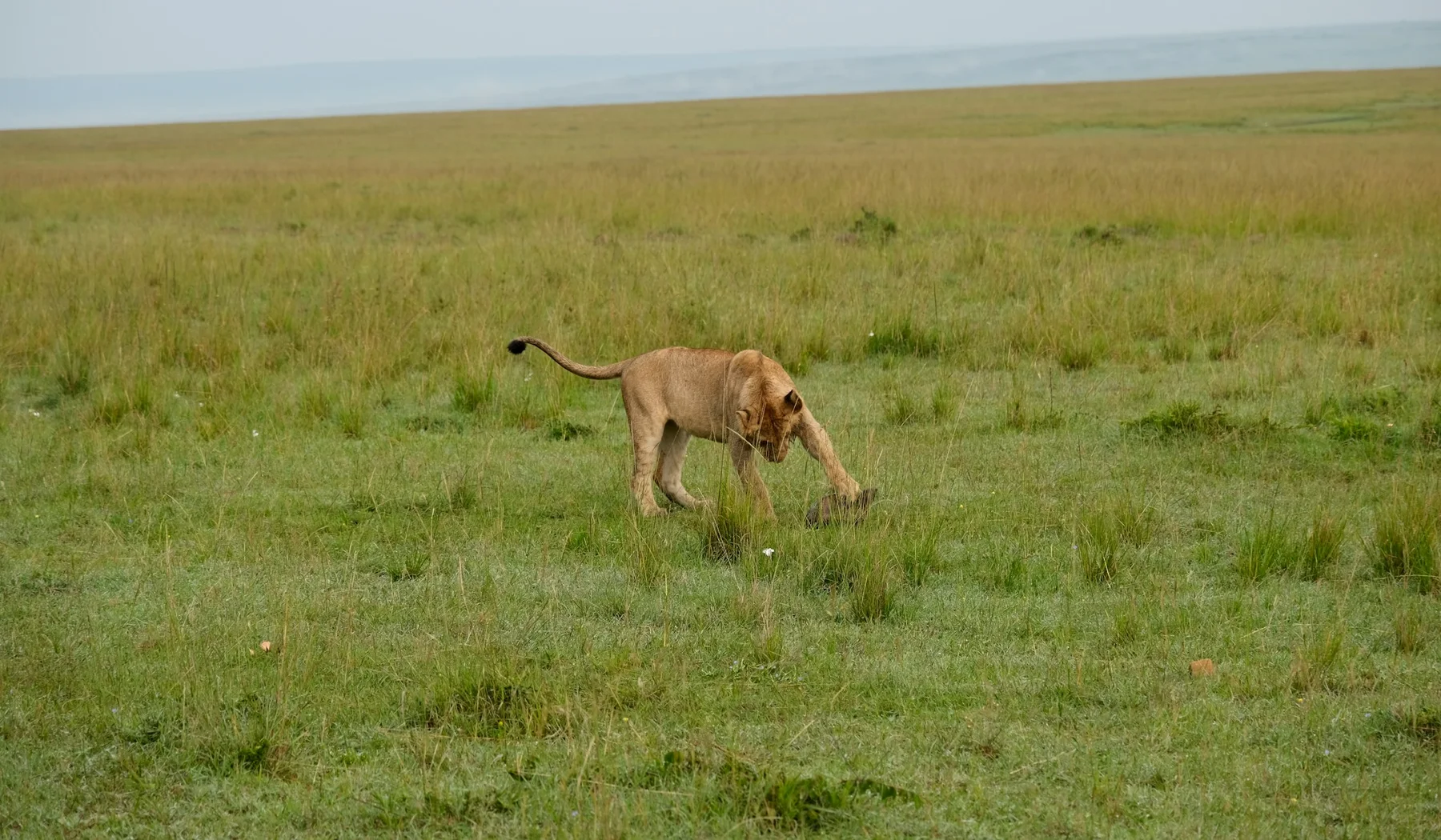 Lion walking through grass in the Masai Mara National Reserve, Kenya