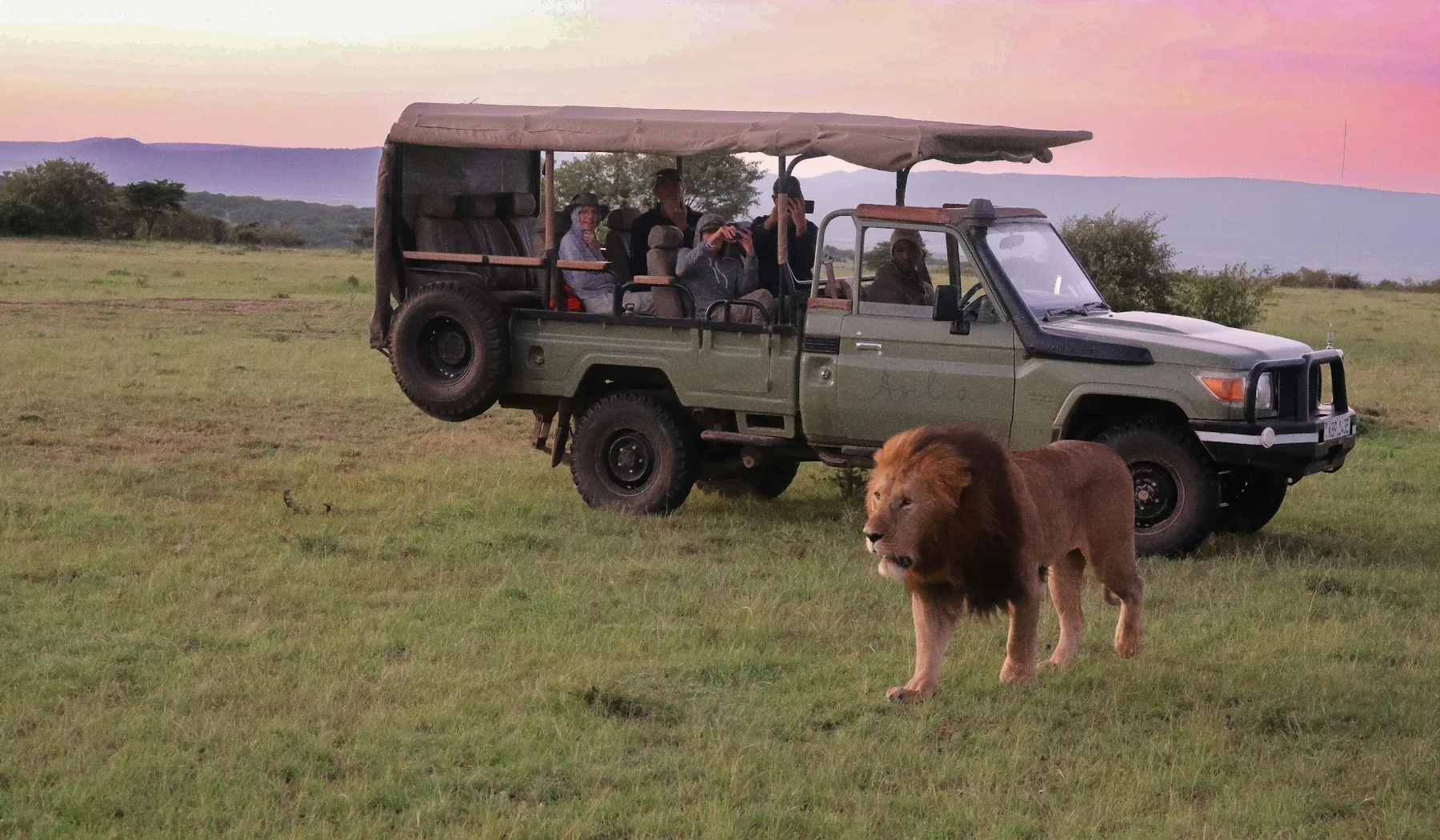 Safari vehicle with guests and a lion at sunrise in Naboisho, Kenya