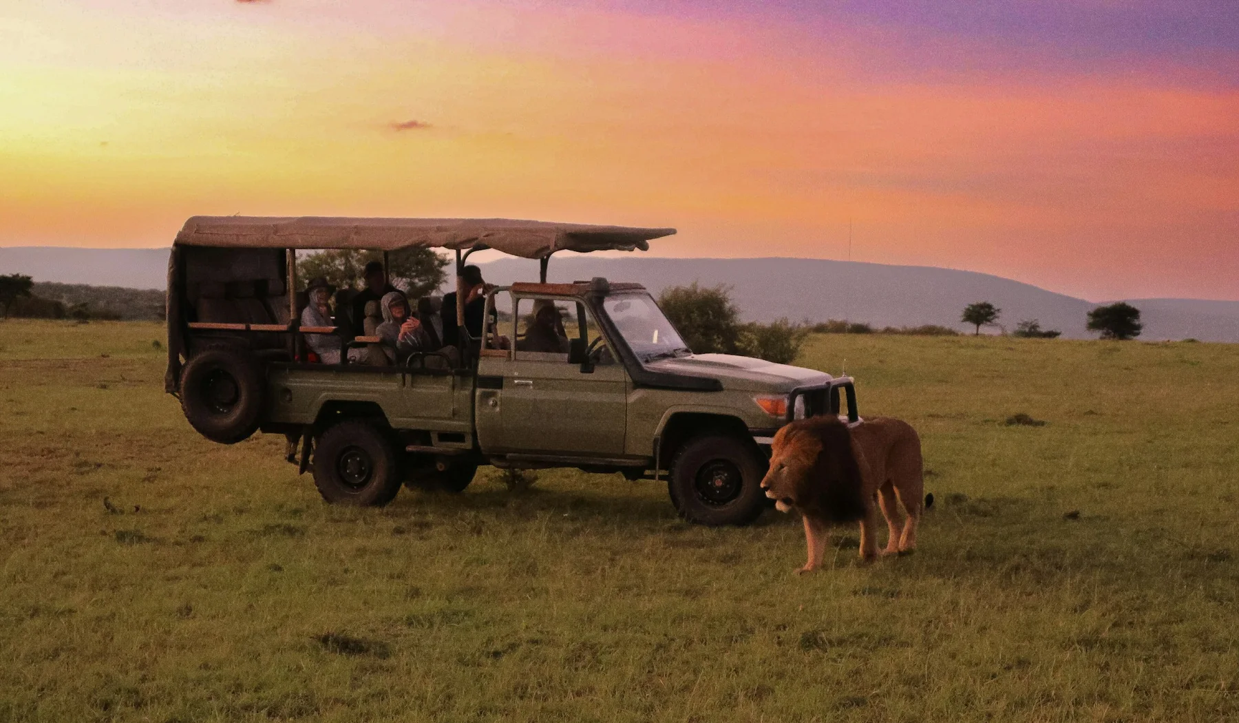 Safari vehicle and lion in Naboisho Conservancy, Kenya