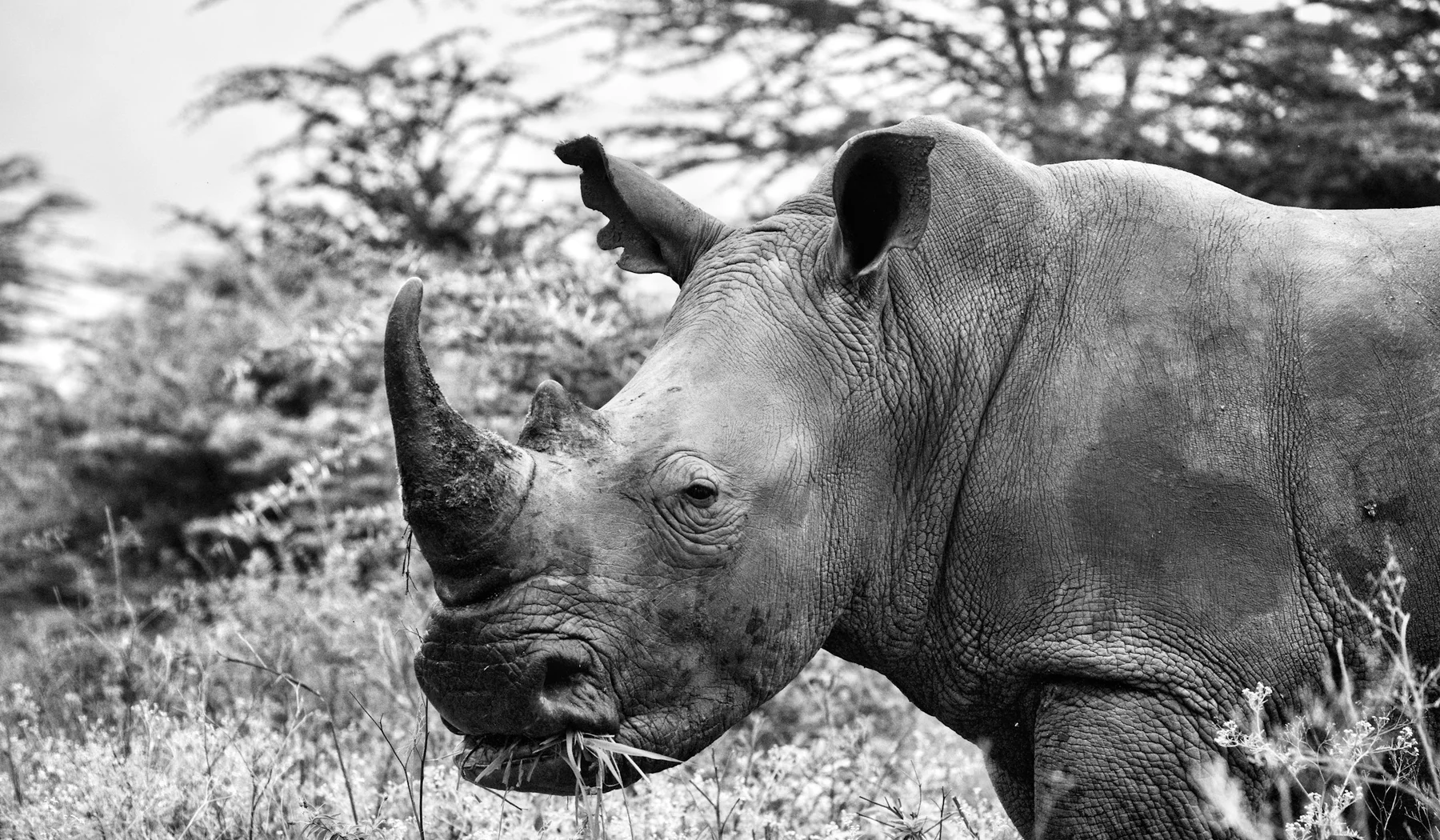 White rhinoceros grazing in Nairobi National Park, Kenya