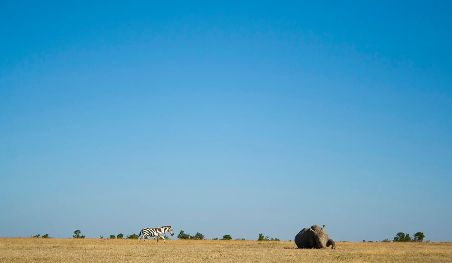Rhinoceros in open habitat at Ol Pejeta Conservancy, Kenya