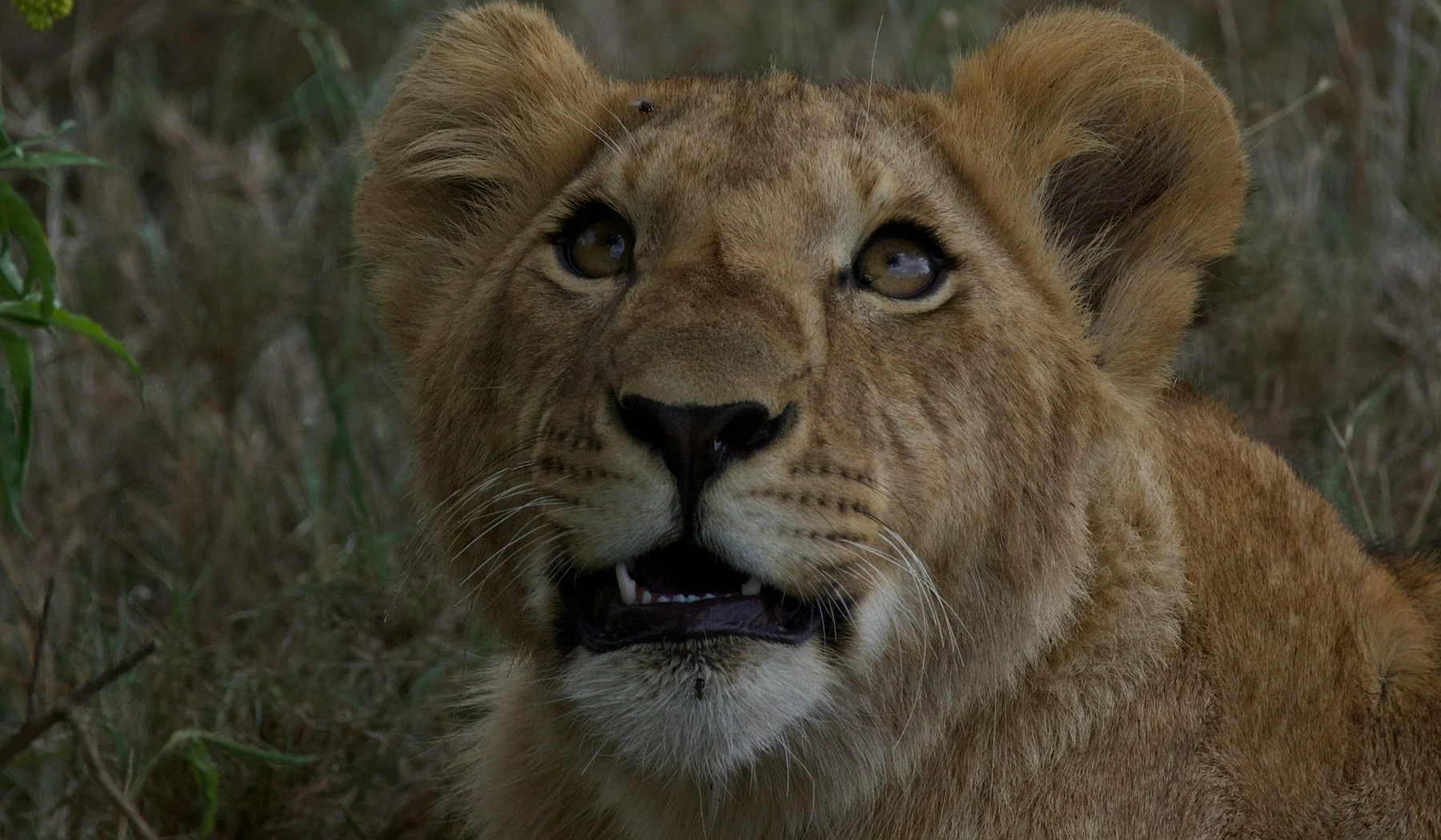 Young lion cub in grass at Ol Pejeta Conservancy, Kenya