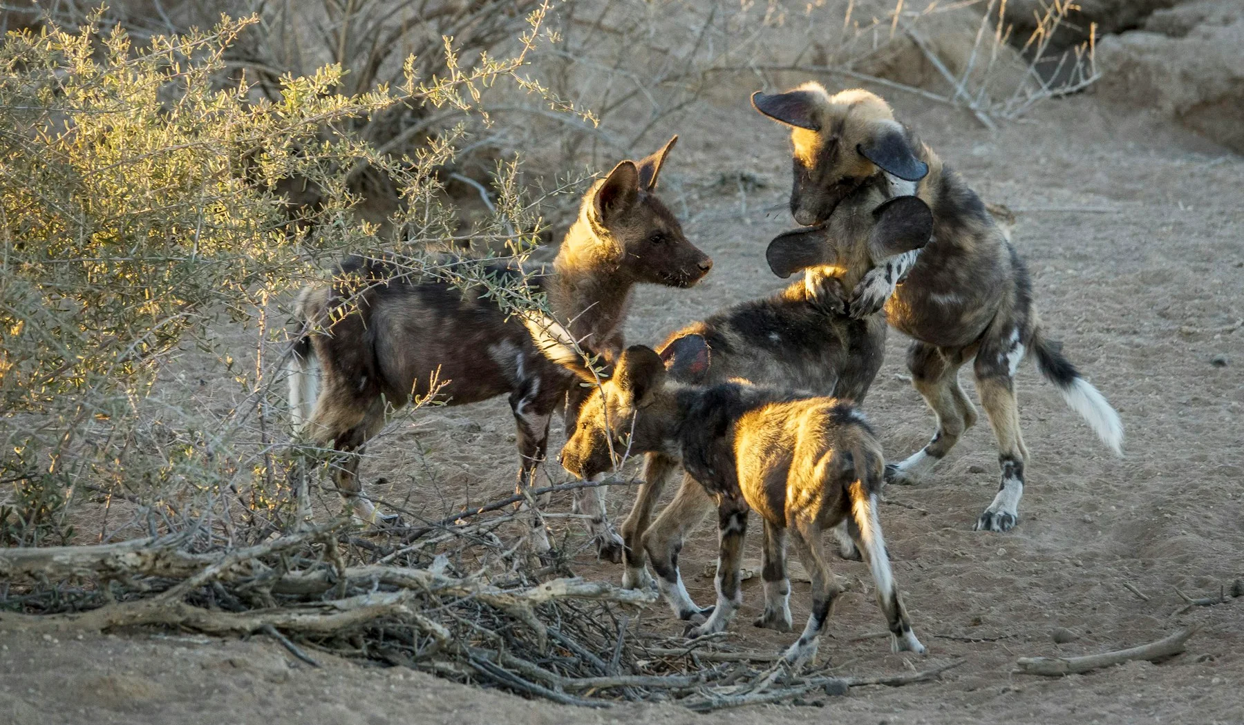 African wild dogs moving through dry brush in Namibia