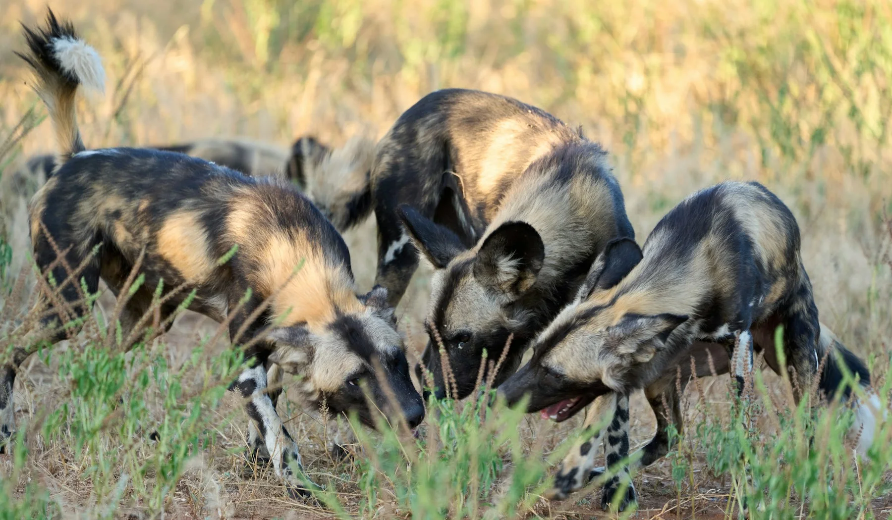 African wild dogs huddling in Zambia